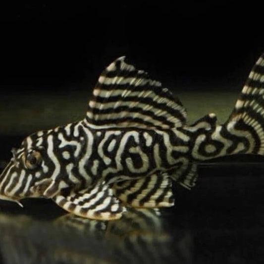 L066 King Tiger Pleco