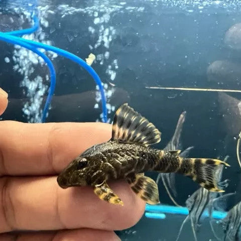 L104 Clown Pleco