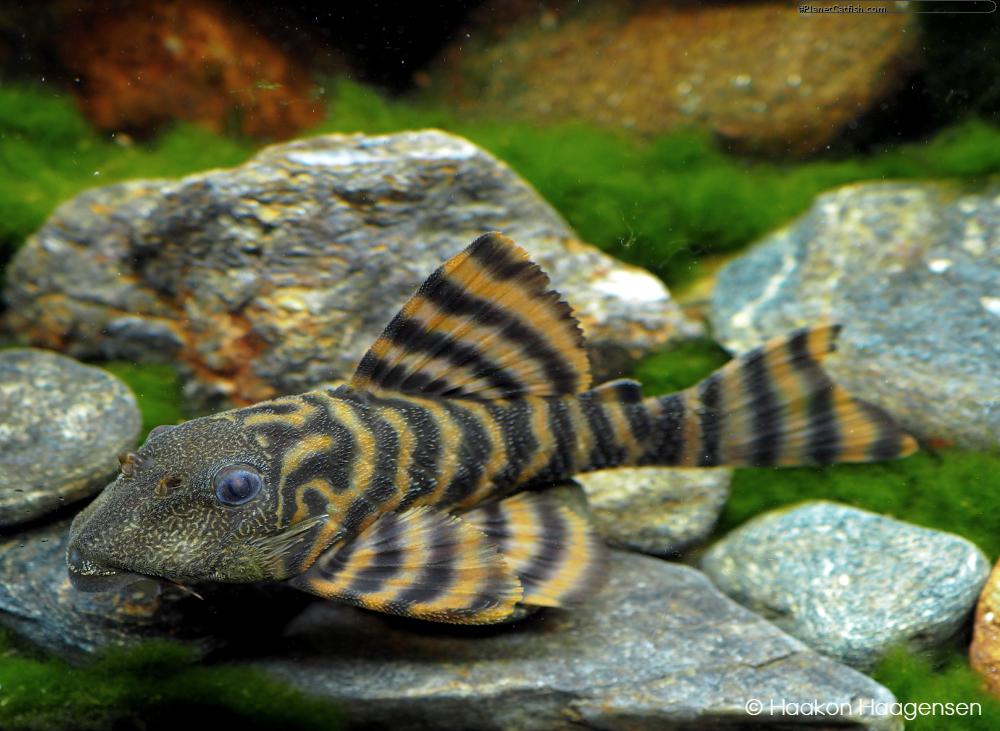 Pleco L397 Alenquer Tiger