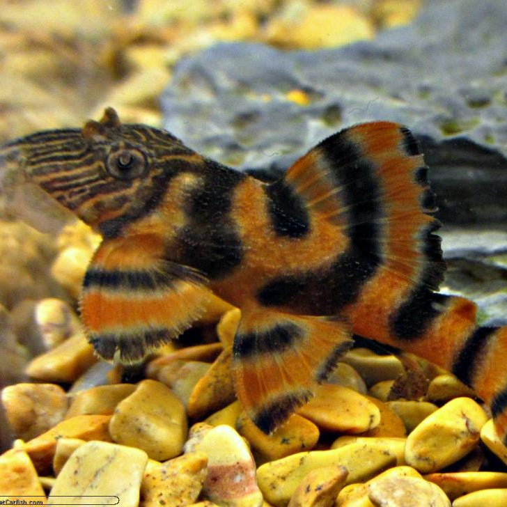 Pleco L397 Alenquer Tiger