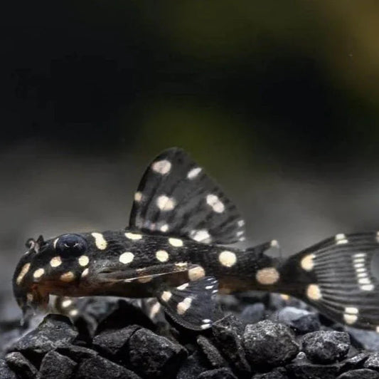 L471 Hypancistrus sp Dwarf Snowball Pleco