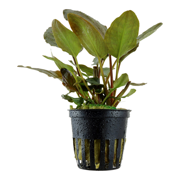 Lagenandra meeboldii "Red"