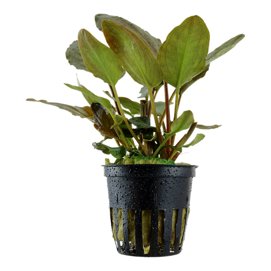 Lagenandra meeboldii "Red"