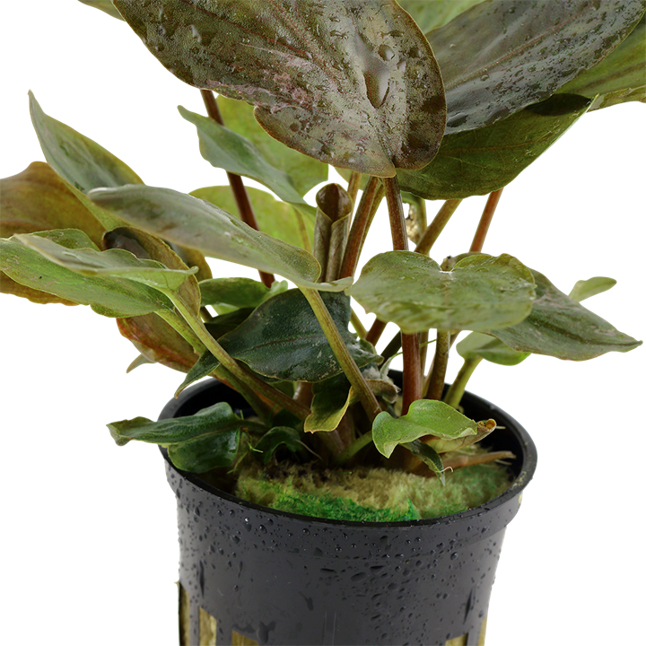 Lagenandra meeboldii "Red"