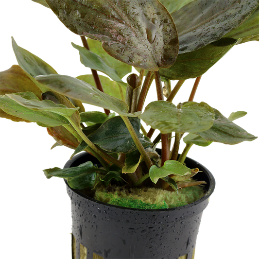 Lagenandra meeboldii "Red"