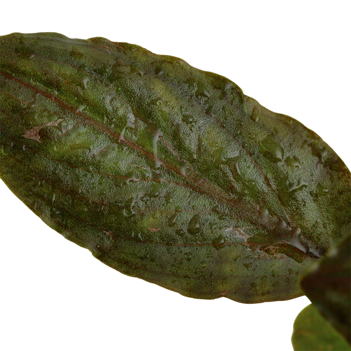 Lagenandra meeboldii "Red"