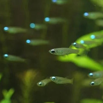 Lampeye Killifish