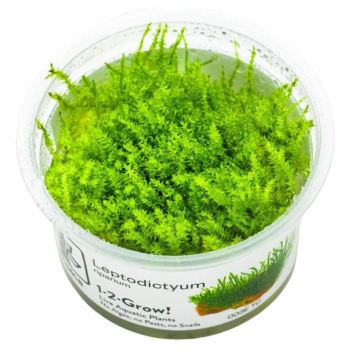 Tropica 1-2-Grow Leptodictyum riparium