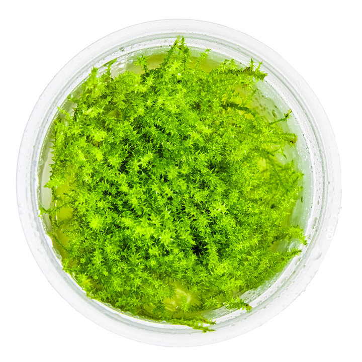 Tropica 1-2-Grow Leptodictyum riparium