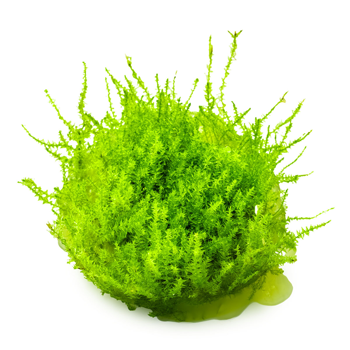 Tropica 1-2-Grow Leptodictyum riparium