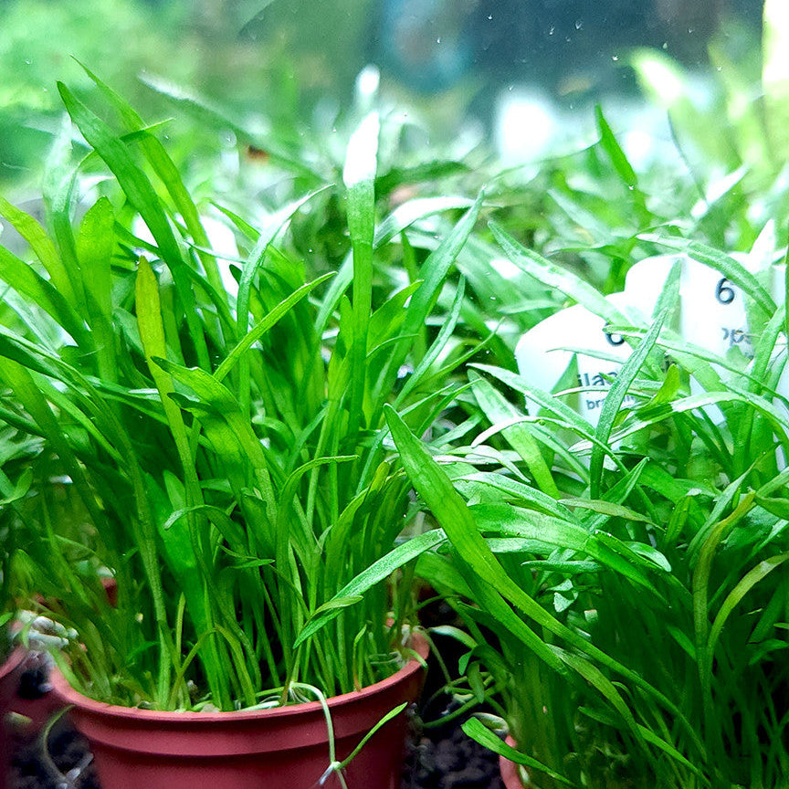 Lilaeopsis Brasiliensis - en pot