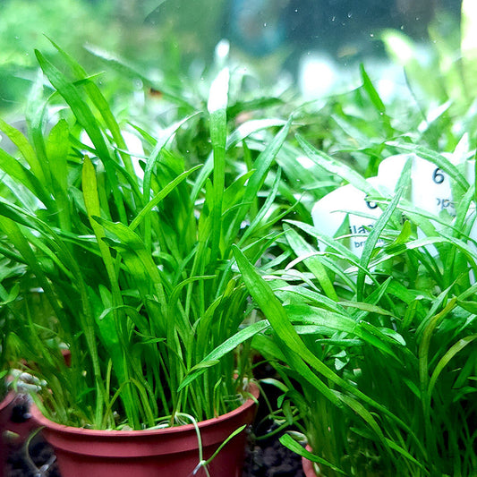 Lilaeopsis Brasiliensis - en pot