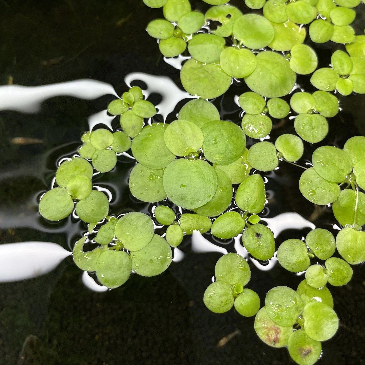 Limnobium laevigatum (Amazon Frogbit)