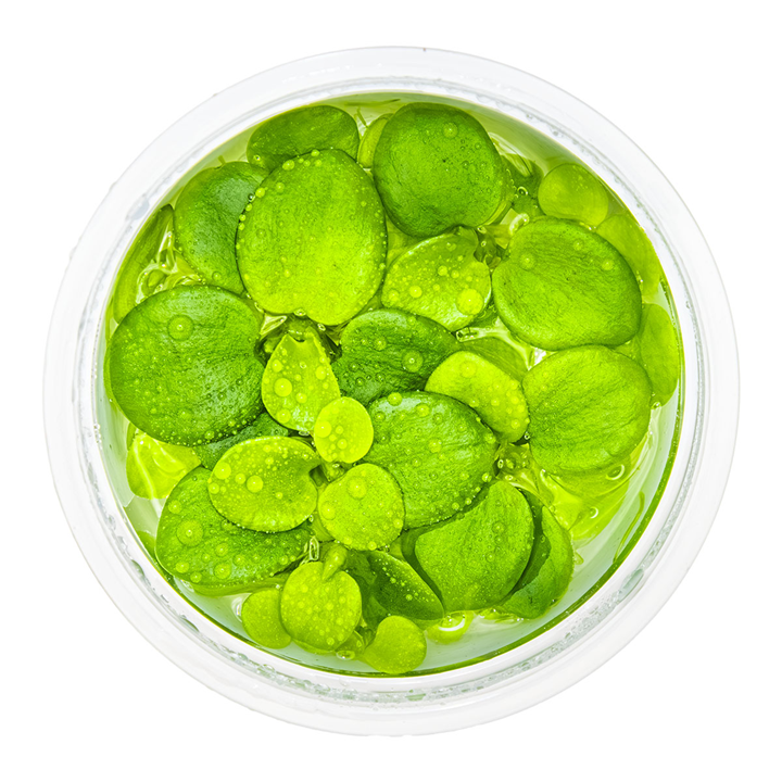 Tropica 1-2-Grow Limnobium laevigatum