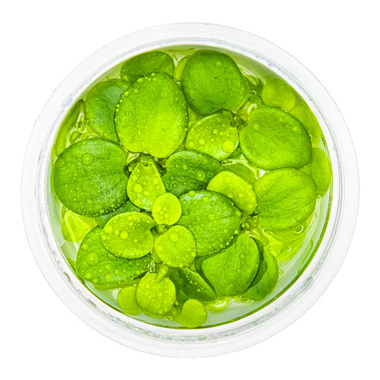 Tropica 1-2-Grow Limnobium laevigatum