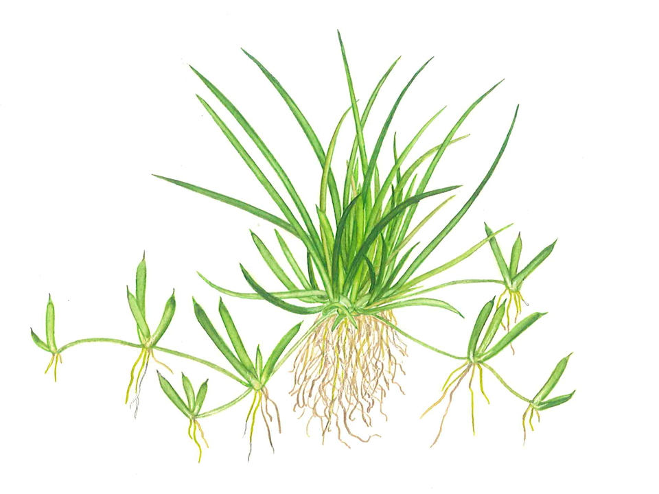 Tropica 1-2-Grow Littorella uniflora