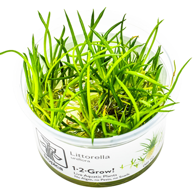 Tropica 1-2-Grow Littorella uniflora