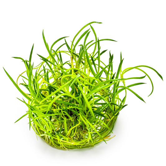 Tropica 1-2-Grow Littorella uniflora