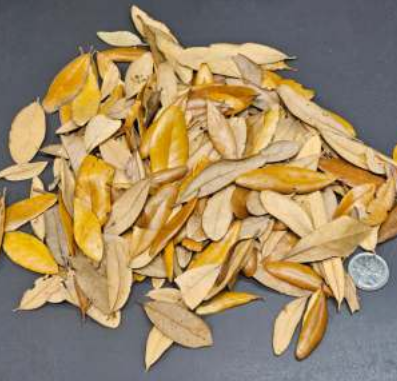 Live Oak Leaves