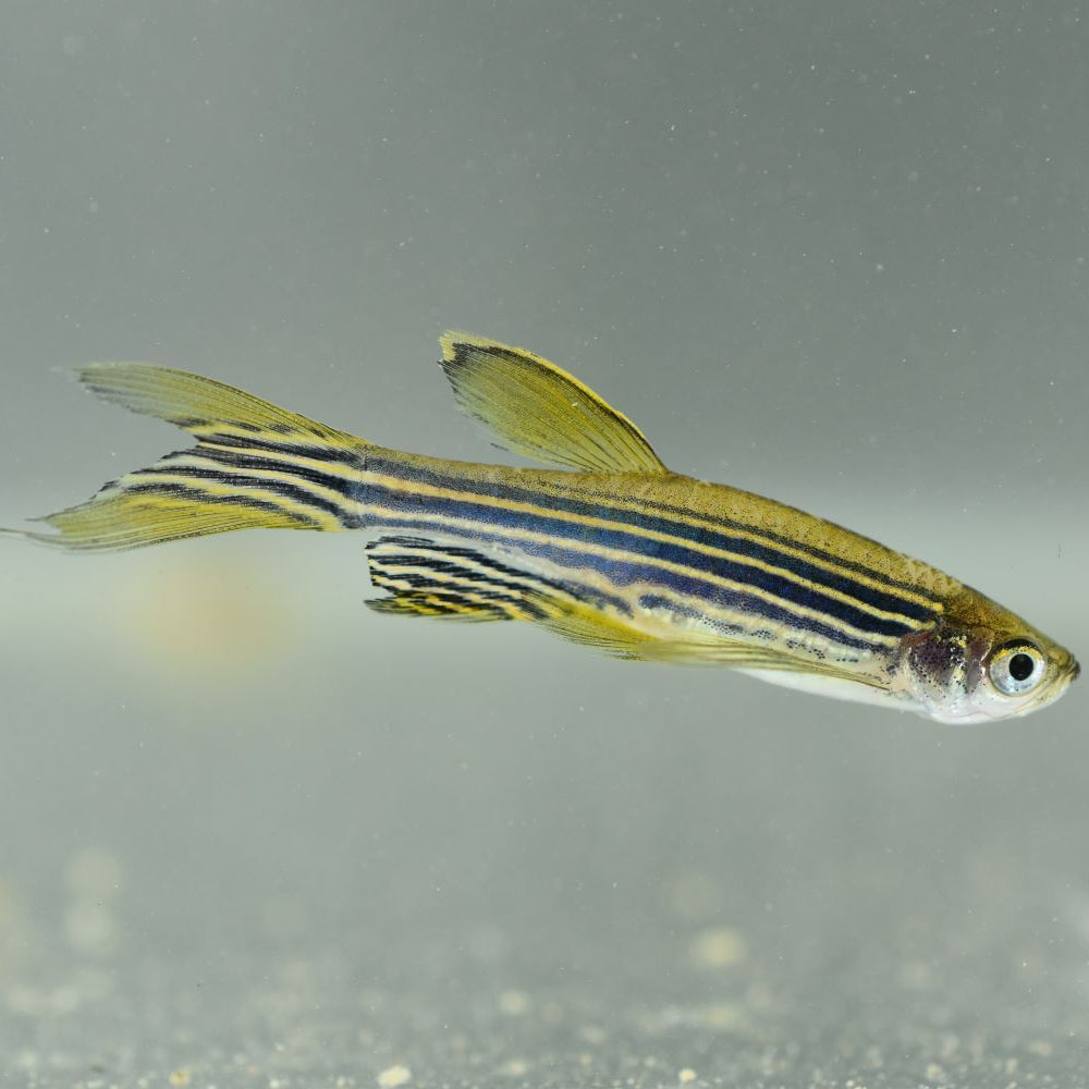 Zebra Danio Longfin