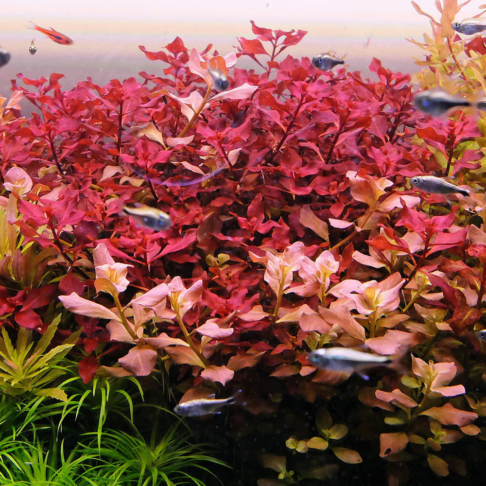 Ludwigia palustris Super Red