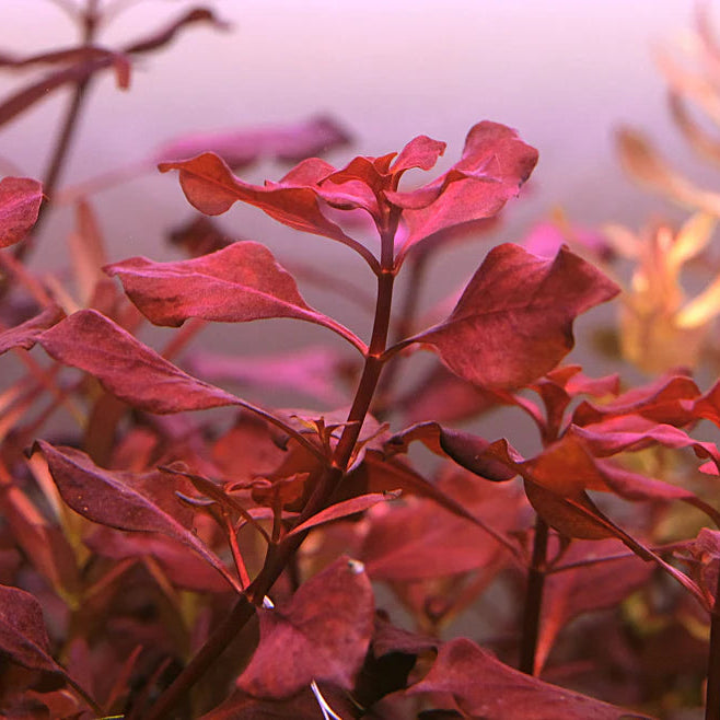 Ludwigia palustris Super Red