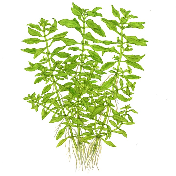 Ludwigia palustris Green