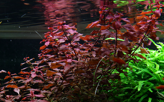 Ludwigia palustris