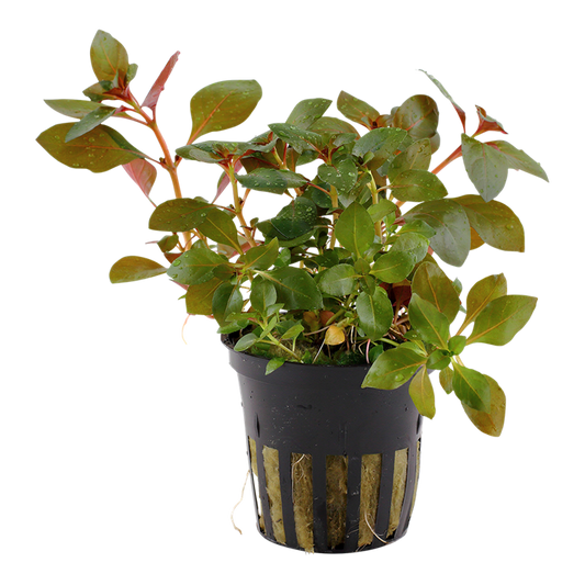 Ludwigia repens 'Rubin'