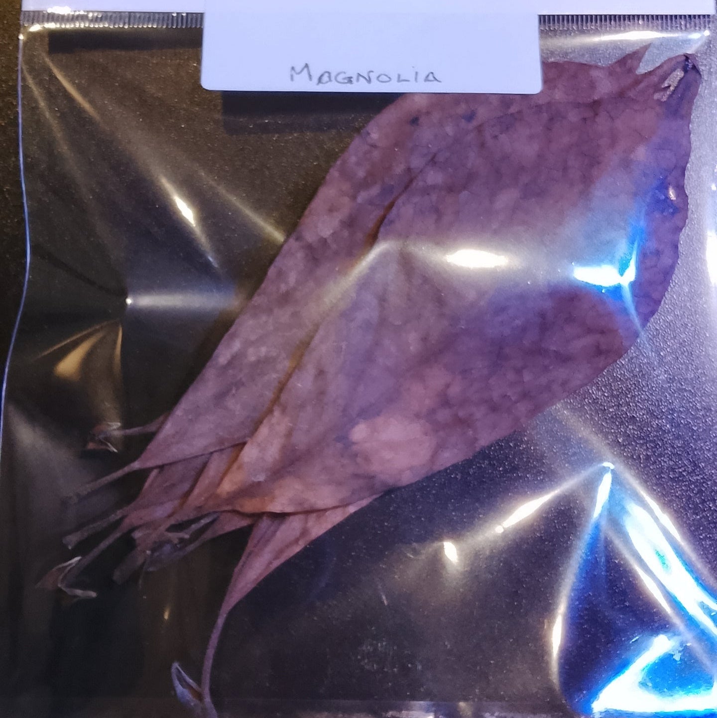 Feuilles de magnolia