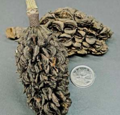 Magnolia Pods