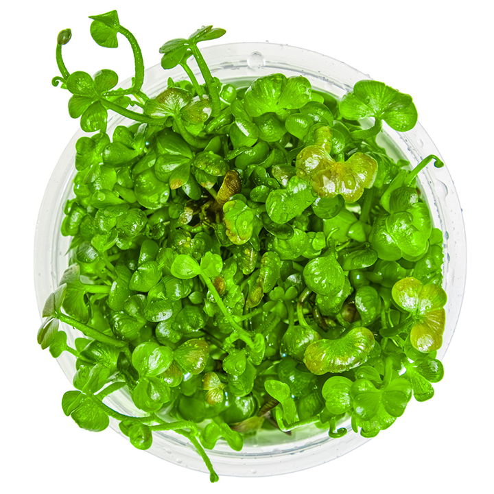 1-2-Grow Marsilea hirsuta