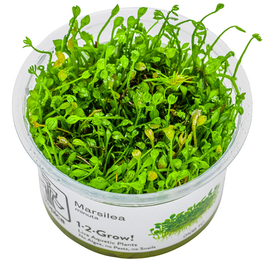 1-2-Grow Marsilea minuta