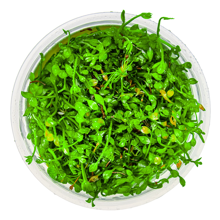 1-2-Grow Marsilea minuta