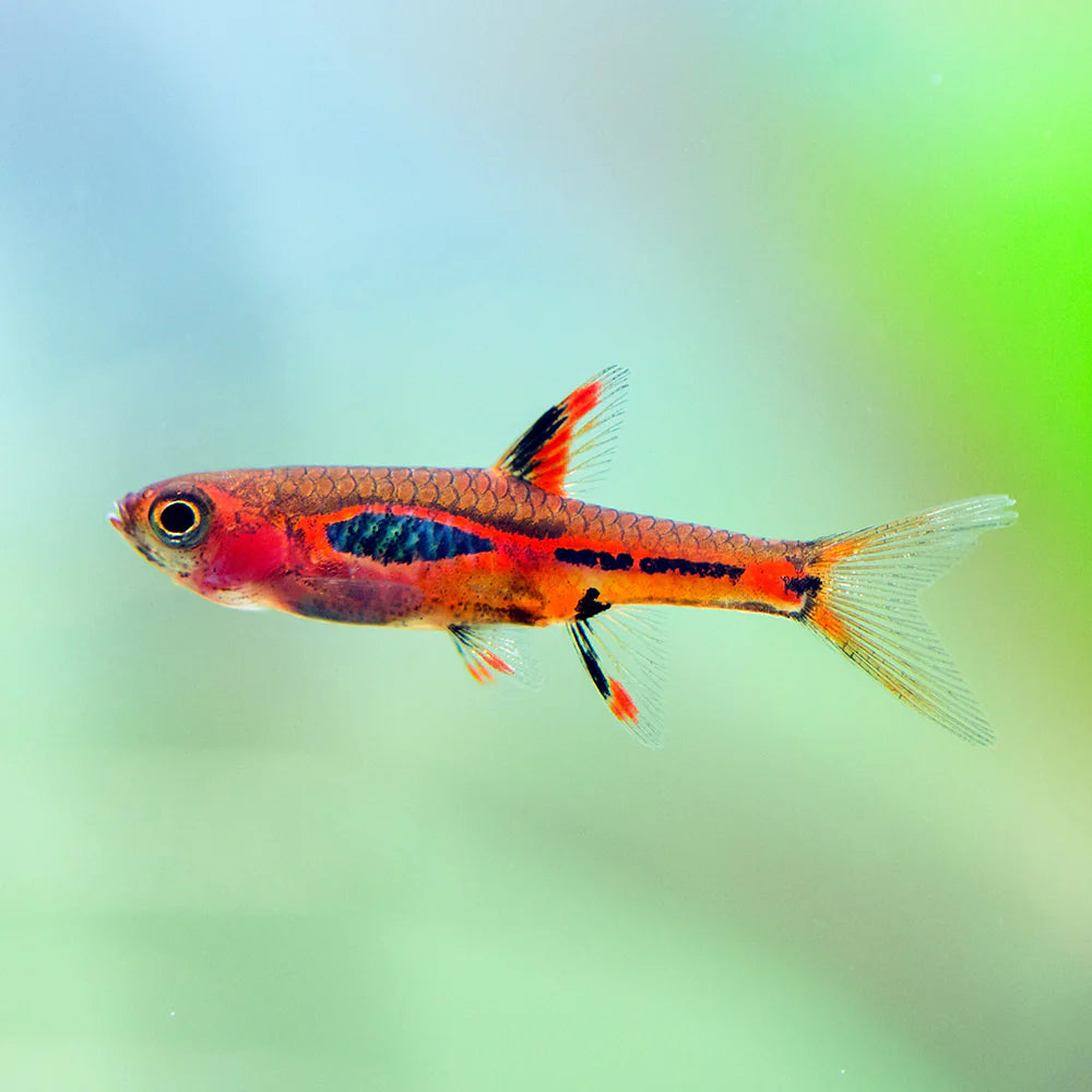 PHEONIX RASBORA (Bororas Merah)