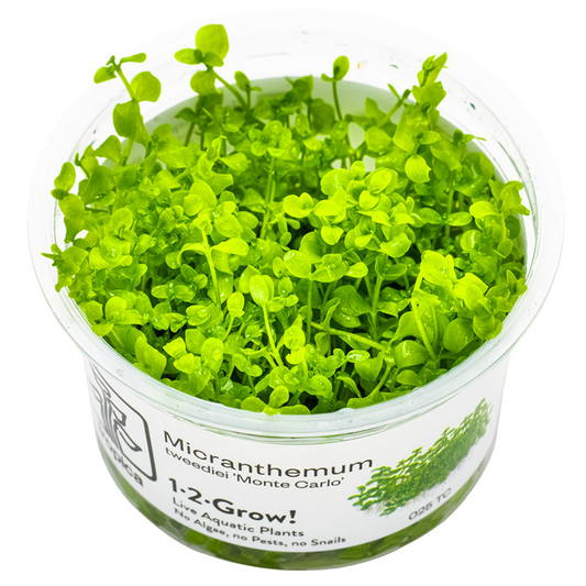 Tropica 1-2-Grow Micranthemum tweediei 'Monte Carlo'