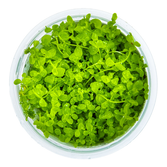 Tropica 1-2-Grow Micranthemum tweediei 'Monte Carlo'