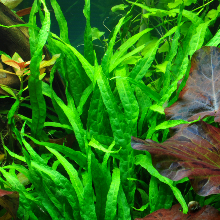 Microsorum pteropus 'Narrow'