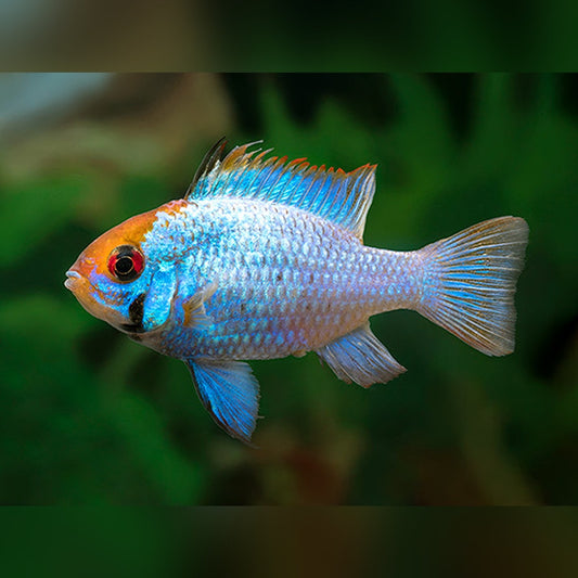 Electric Blue Ram
