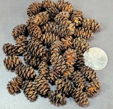 MINI CÔNES D'AULNE