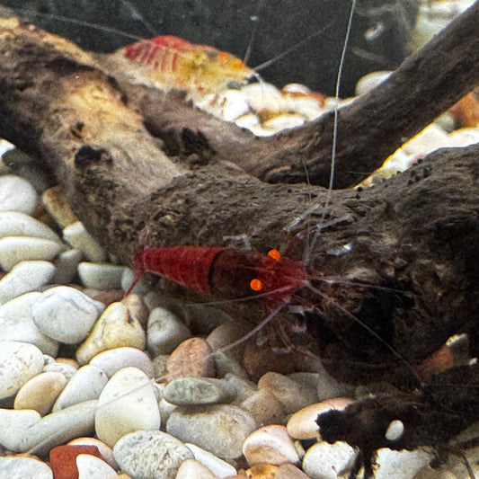 Mixed Orange-Eye Assorted