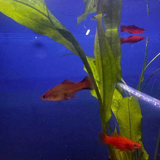 Platy Mixed