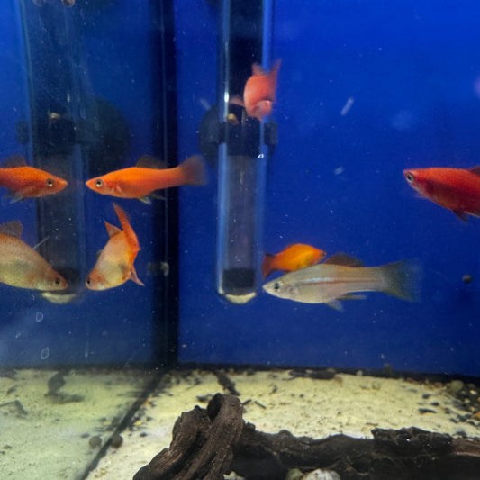 Platy Mixed
