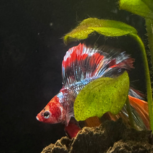 Betta Halfmoon Koi - Male