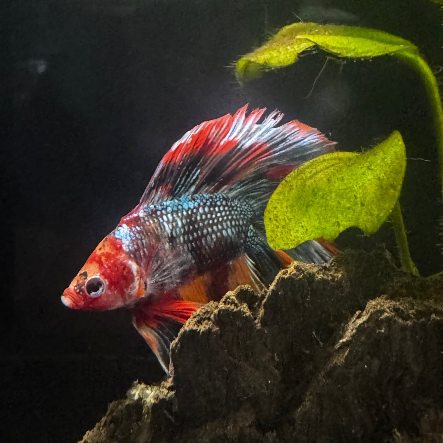 Betta Halfmoon Koi - Male