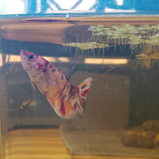 Multi Metalic Betta - Female