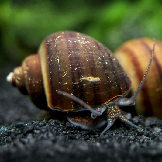 Mystery Snail (Apple)