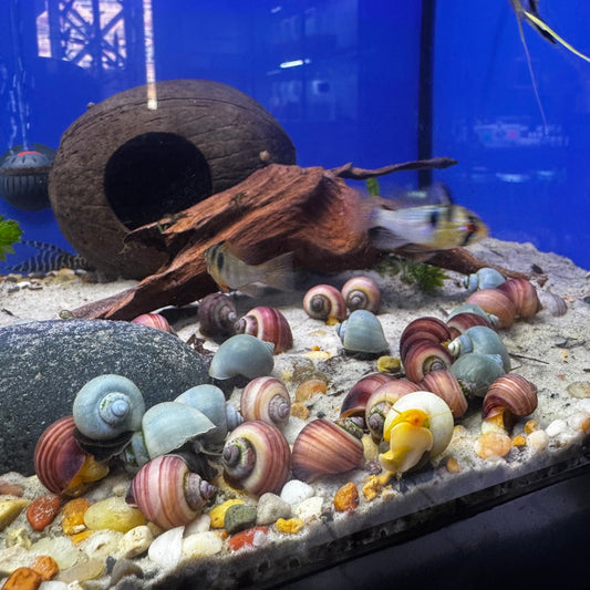 Mystery Snail