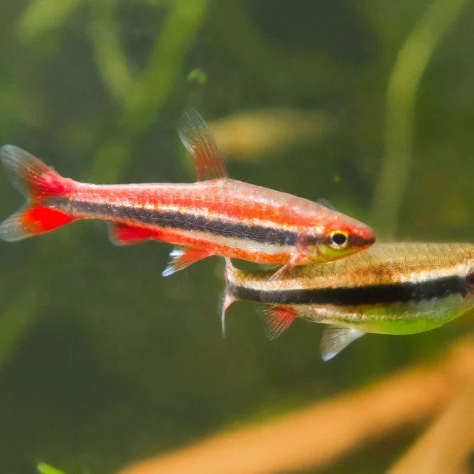 Pencilfish Red Beckfords (Nannostomus beckfordi sp. Red)