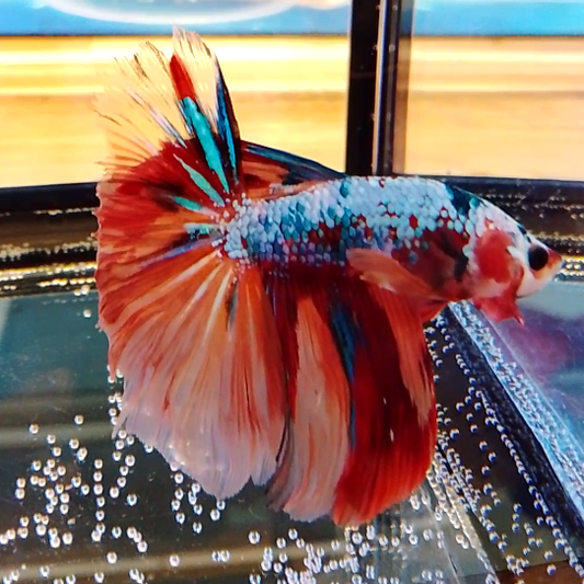 Nemo Candy Betta HM - Male